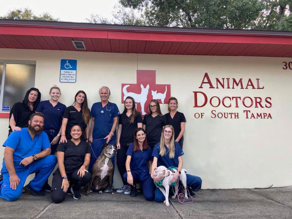 Tampa, FL 33611 Veterinary Hospital - Animal Doctors of South Tampa