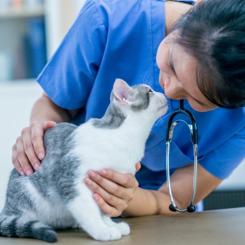 a veterinarian lovingly pets a cat