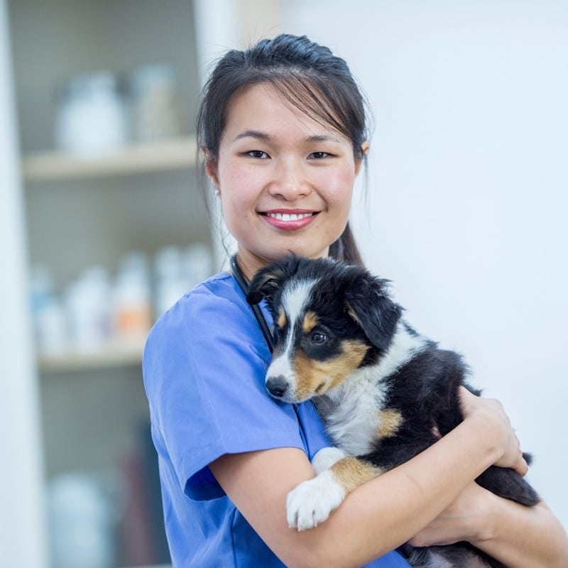 a veterinarian in a blue scrub gently holds a dog