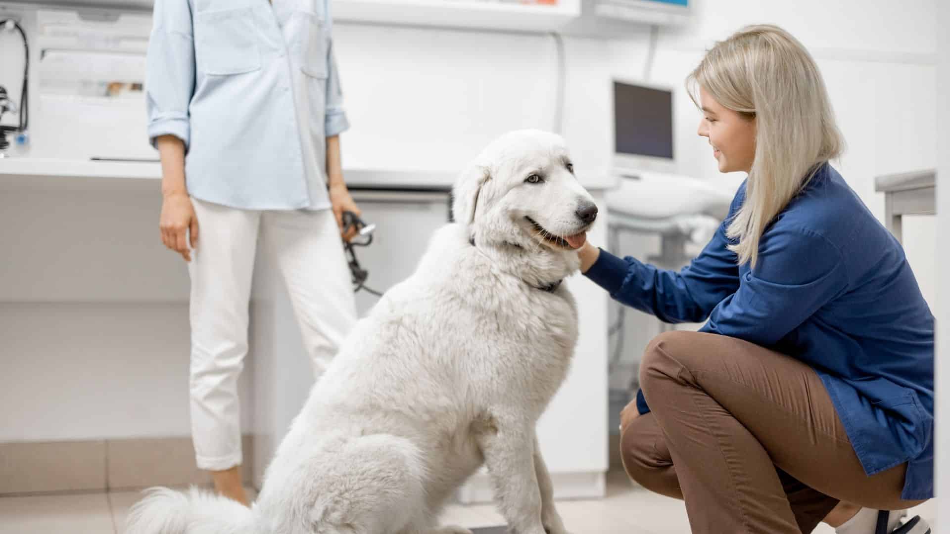 a woman gently pets a white dog while sitting in a veterinary office