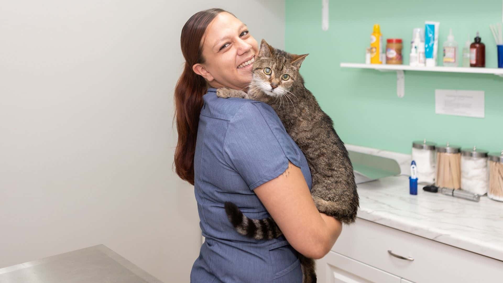 a veterinarian gently holds a cat in a veterinary office