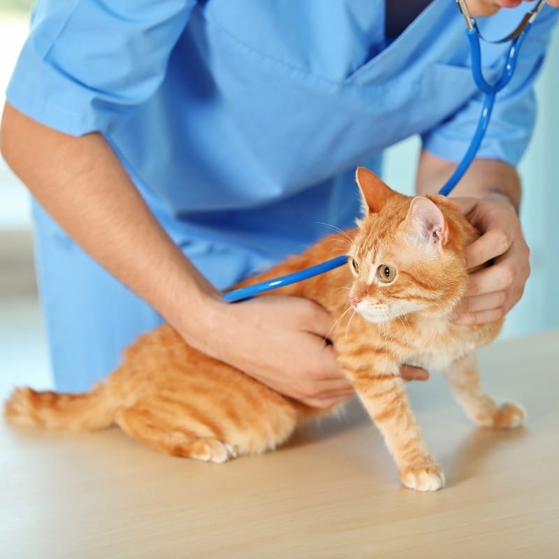 a veterinarian carefully examining a kitten