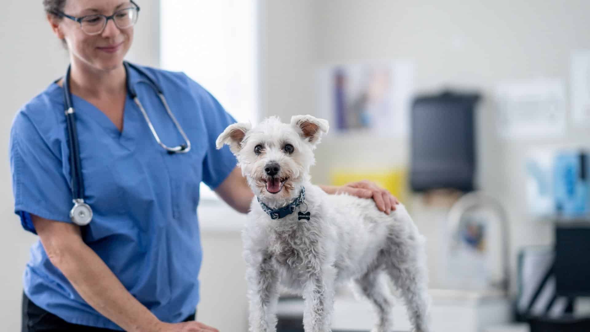 a veterinarian stands next to a small white dog