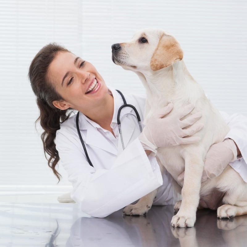 a veterinarian wearing a white coat is seen holding a dog