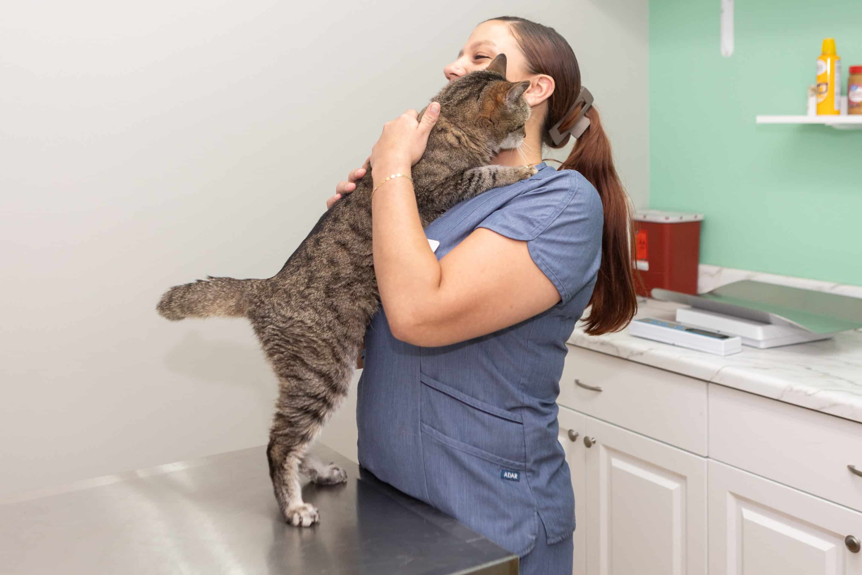 a veterinarian gently holds a dog